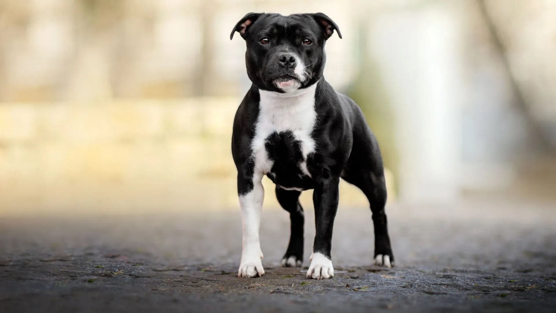 Staffordshire Bull Terrier